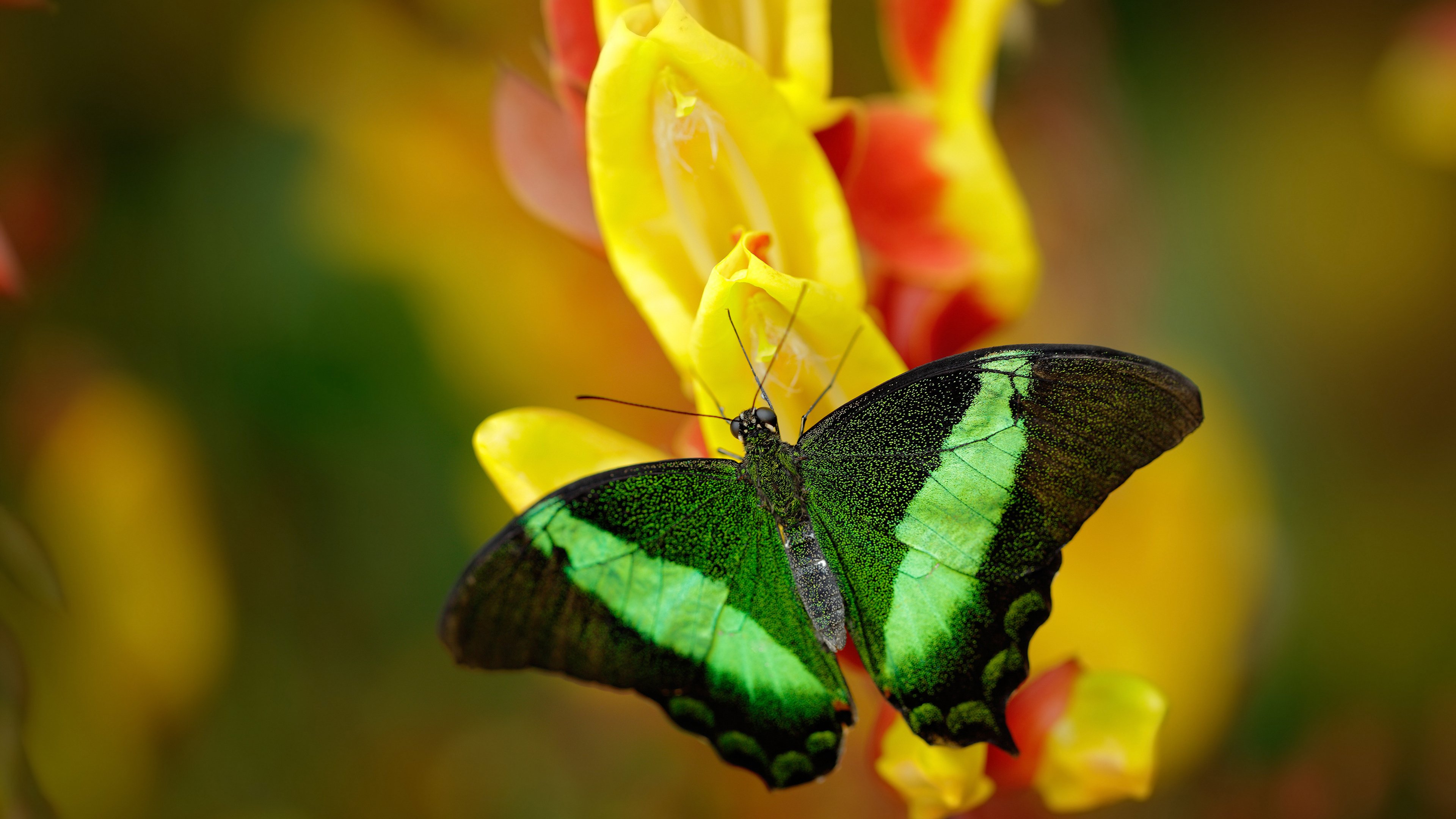 平行时空的绿茵革命,当维尼修斯身披法国战袍,如何用一次突破改写宿命对决?