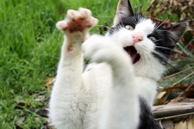 铁幕下的艺术，美加墨世界杯焦点战中，国王如何用防守锁死雄鹿