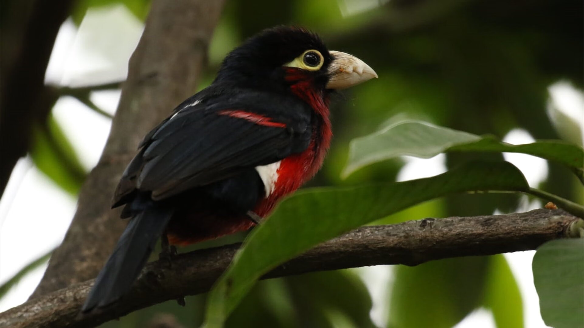 降维打击，久保建英的魔术时间撕碎突尼斯防线