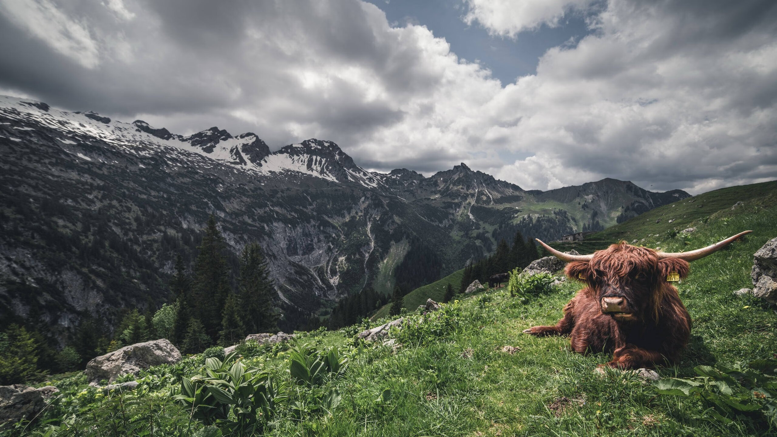 细腻艺术碾压北欧风暴，佩德里的魔法如何撕碎洪都拉斯防线