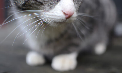 萨内，夜幕下的火焰，点燃德意志战车通往巅峰的荆棘之路