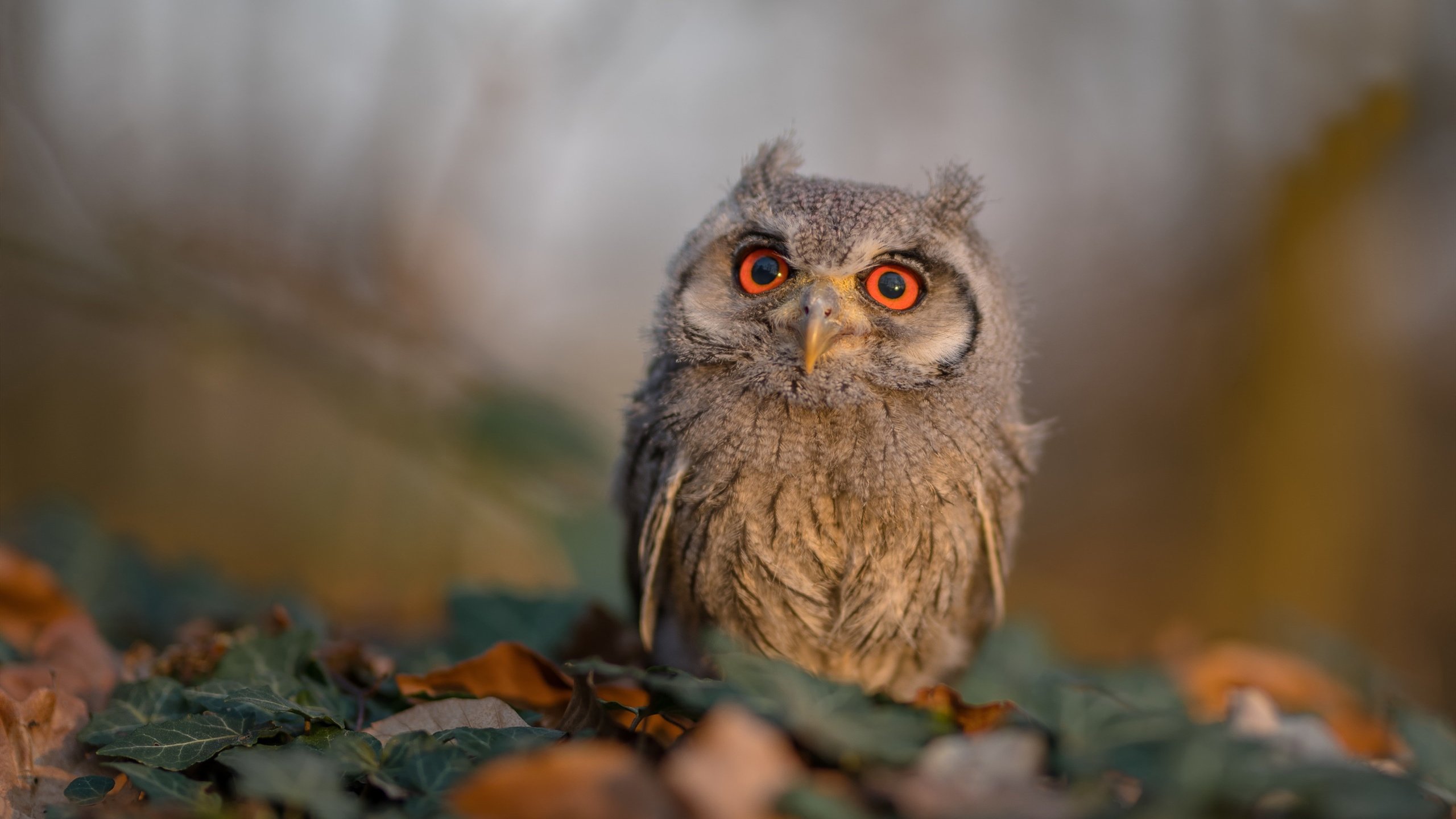 迪亚斯！他用烈焰脚踝点燃安菲尔德，成为红军争冠的钥匙