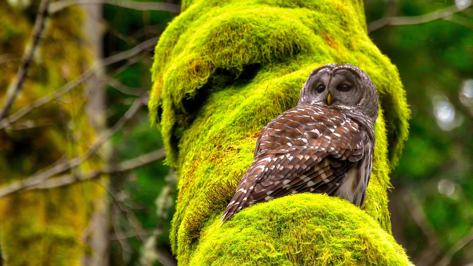 交响与利刃，开拓者以节奏为谱，乔治挥就终结者乐章