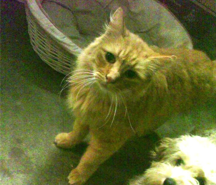 哈利伯顿，当先知降临球馆，掘金与公牛之战在开始前就已结束