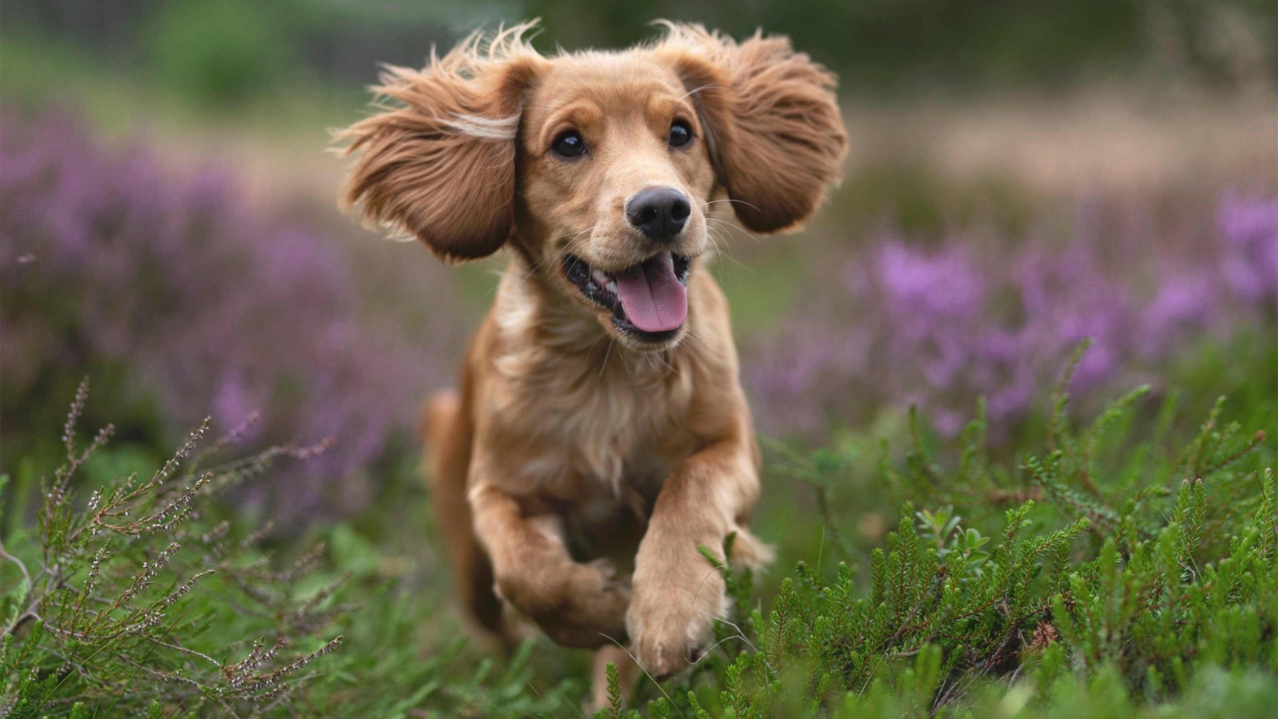 冷月悬城，绝境之上，米切尔的美加墨统治之夜