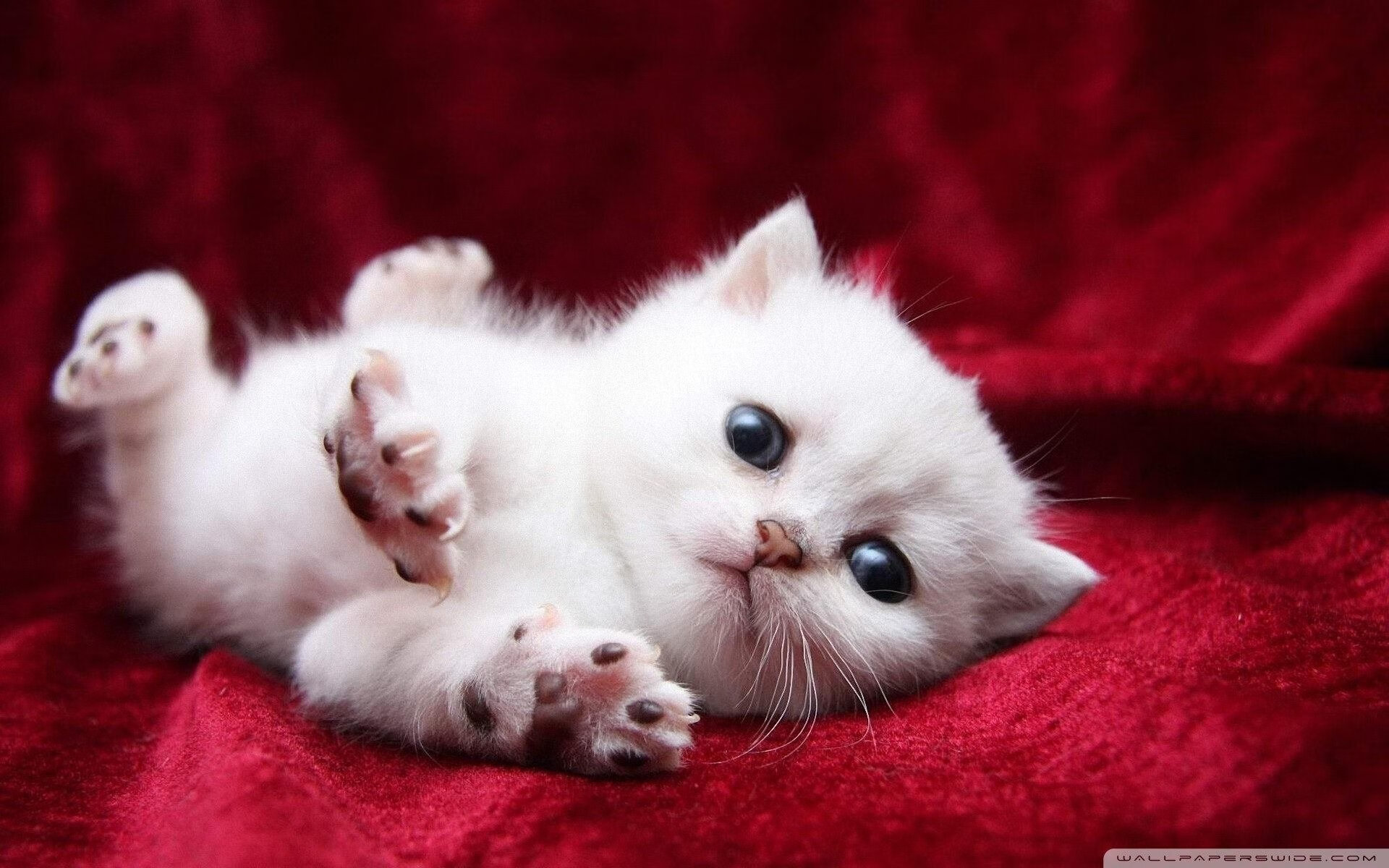 开云体育-唯一性之战，浙江队逆袭步行者，布伦森生死时刻接管西部决赛